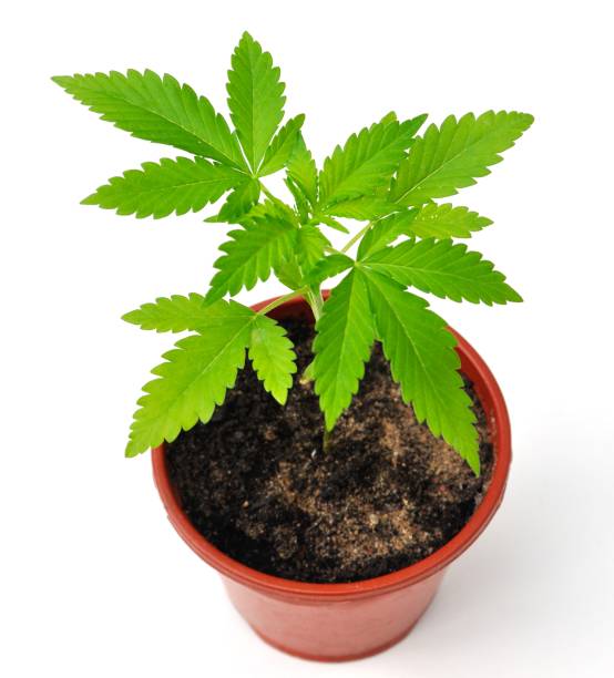 A Complete Guide Marijuana Leaf Tucking Method